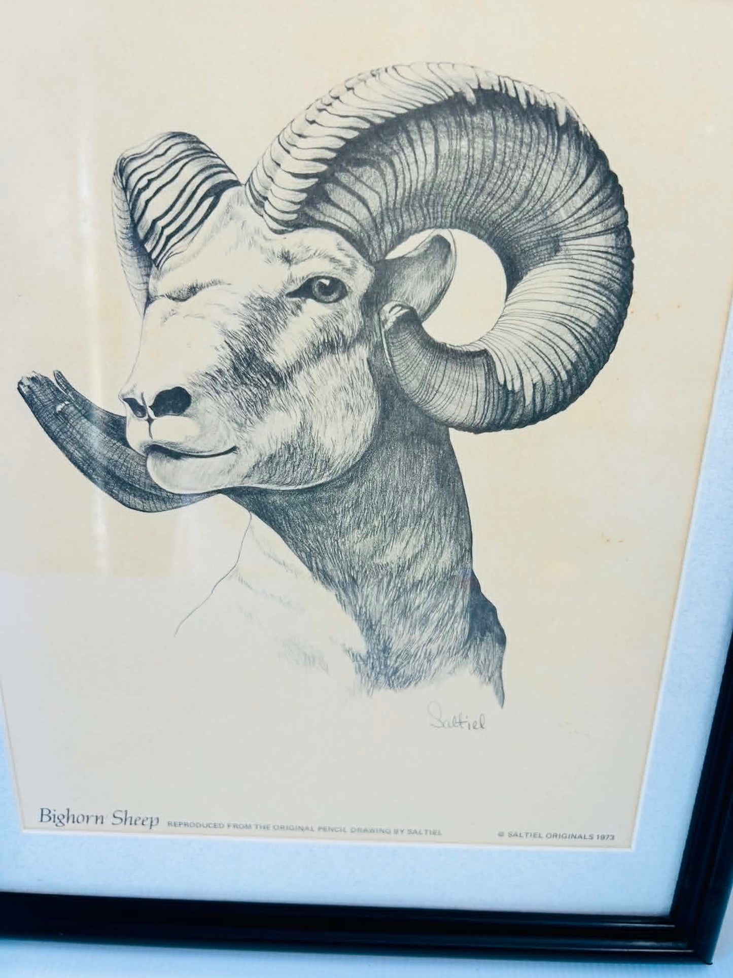 Rustic Wildlife Wall Art Set of 2 – Lynx & Bighorn Sheep Framed Prints
